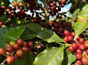 Imagem 1 · Fazenda para venda em Centro, Piumhi