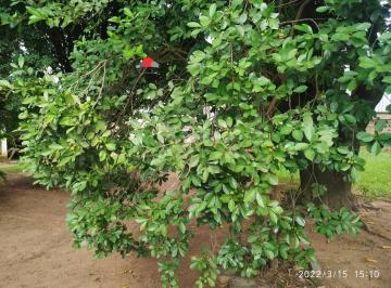Imagem 1 · Chácara para venda em Chácaras Assay, Hortolândia