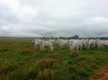Imagem 1 · Fazenda para venda em Centro, Diamantino