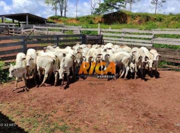 Imagem 1 · Fazenda para venda em Apuí