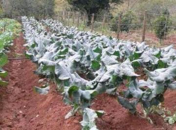 Imagem 1 · Sítio para venda em Centro, Caeté