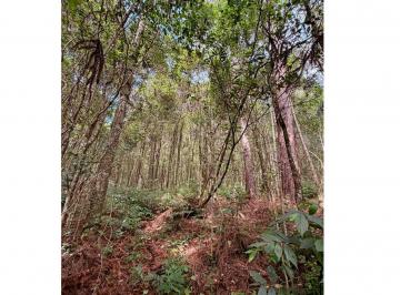 Imagem 1 · Sítio para venda em Kayser, Caxias do Sul