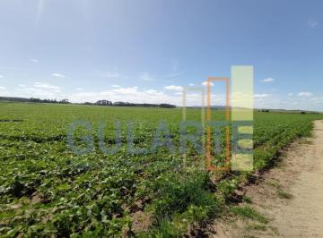 Imagem 1 · Fazenda para venda em Centro, Camaquã