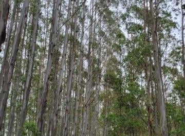 Imagem 1 · Fazenda para venda em Pedregulho, Guaratinguetá