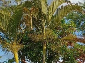 Imagem 1 · Chácara para venda em Centro, Boituva
