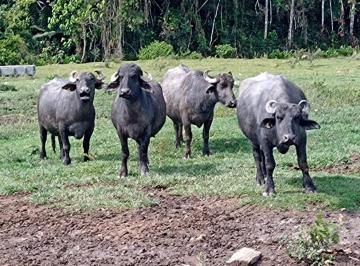 Imagem 1 · Fazenda para venda em Centro, Natividade da Serra