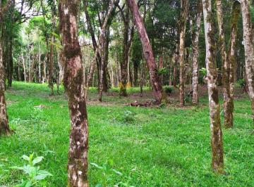 Imagem 1 · Chácara para venda em Vila Franca, Piraquara