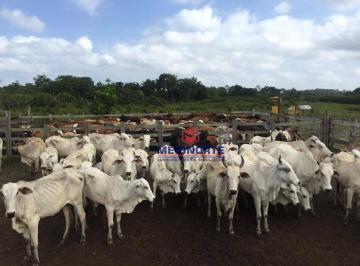 Imagem 1 · Fazenda para venda em Centro, Turiaçu