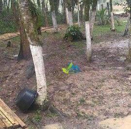 Imagem 1 · Chácara para venda em Mandirituba