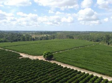 Imagem 1 · Fazenda para venda em Centro, Barra de São Francisco