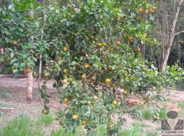 Imagem 1 · Sítio para venda em Aranha, Brumadinho