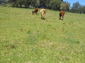 Imagem 1 · Sítio para venda em Centro, São Francisco de Paula