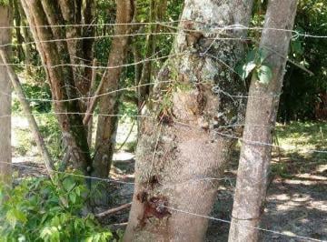 Imagem 1 · Chácara para venda em Sabaúna, Mogi das Cruzes
