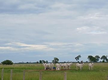4c2eff64f900e9f3c208f30a0a88881fc964c175 · Fazenda Pecuária +7.800 hectares a venda em Cocalinho no Mato Grosso!