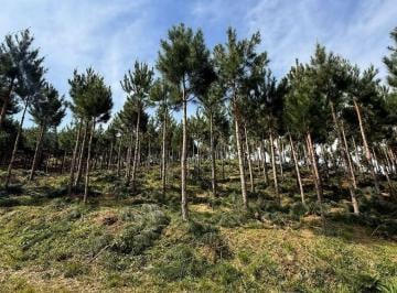 Rural · 176000m² · 3 Quartos · 2 Vagas · Chácara em Centro, Bocaiúva do Sul/PR de 0m² 3 quartos à venda por R$ 2.500.000,00