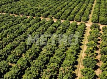 Imagem 1 · Fazenda para venda em Petrolina