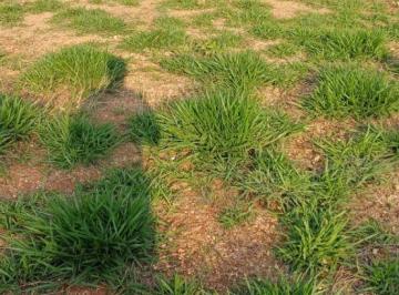 Terreno , Jarinu · Terreno em Jarinu Maracanã