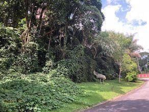 c776175ba161d6fda9bd71ffdade98cee3a7d5cb · Terreno à venda, 896 m² por R$ 249.000,00 - Serra da Cantareira - Mairiporã/SP