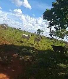 Rural · 2430000m² · 2 Quartos · 1 Vaga · Fazenda com 243 hectares à venda, 2430000 m² por R$ 120.000.000 - Cerrado - Patos de Minas/MG