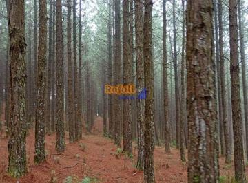 j2krhn42ogi2mgiwmze1zti1_md · AREA FAZENDA VENDA COM PINOS EM SANTA CATARINA. 980 HECATRES. 635.0000 ÁRVORES