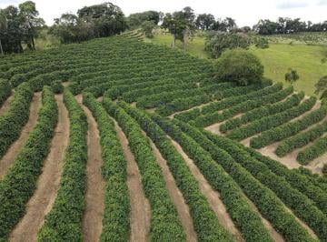 Imagem 1 · Sítio para venda em Bandeira do Sul