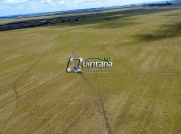 Rural · 2300000m² · FAZENDA de 230 hectares à Venda região de Pelotas