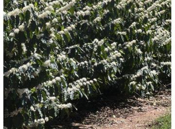 Imagem 1 · Fazenda para venda em Área Rural de Jafa, Garça