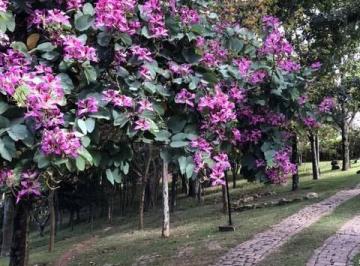 Imagem 2 · Sítio para venda em Joaquim Egídio, Campinas