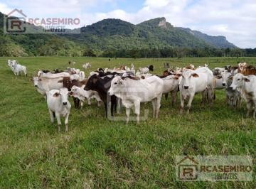 Foto 01 · Fazenda localizada em Iguape  em plena atividade totalizando 160 alqueires , sendo 50 alqueires em p