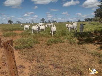 Rural · FAZENDA COM 1.200HEC PRA GADO, BEM LOCALIZADA 