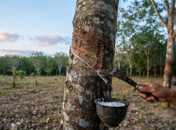 Manejo ativo do seringal em plena produção, gerando receita recorrente com extração de látex. · Fazenda em Cocalinho MT | 6.484 ha Dupla Aptidão e Soja