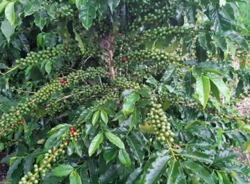 Imagem 1 · Fazenda para venda em Centro, São Gonçalo do Sapucaí