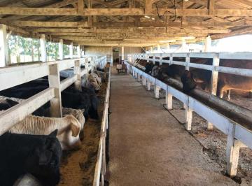 Imagem 1 · Fazenda para venda em Canisianas, Irati