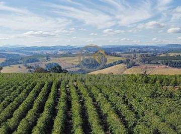 Vista panorâmica da lavoura de café com 41 hectares em Botelhos, Sul de Minas Gerais. · Fazenda de Café à Venda em Botelhos MG ? 41 Ha e Maquinário