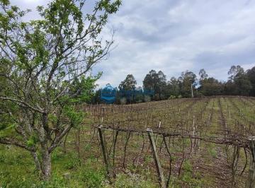 Terreno · 24560m² · Área de terras em Forqueta com 2.45 hectares
