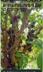 Imagem 1 · Chácara para venda em Ravena, Sabará