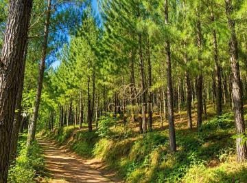 acd0e4fcec6df36e7bfe0265964cfd4566d2e9d4 · Campo Largo | Fazenda de 508 Hectares | Exclusiva para Reflorestamento