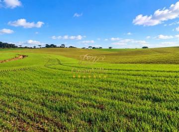 d1643023dcc4529857ba884de0639524bd9082e3 · Campo do Tenente/ Lapa, 65 Alqueires, 157,30 Hectares, , Dupla Aptidão, 2,7 km do asfalto