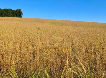 95403f3ef83c43f206c52b5b2e42dfdb8bc23f2d · São Luiz do Purunã, 62 hectares ou 26 alqueires , PLANTA 70%,