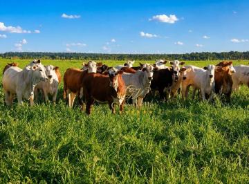 169ccdf2e49c9578235c6e6f63449b5af2c26f15 · Alto Araguaia Fazenda 3.150 Hectares | Pecuária e Reflorestamento