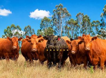 3d1c4ddfd58ecda1c58c070ea54b886845590362 · Lapa | 471,90 hectares | 195 Alqueires | Dupla Aptidão