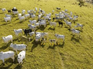 055fd136d9359bcfc5e6c02fa44883218447bf0e · Campo Largo, 213 há, 88 Alq , 47,68 alq de pasto, 80 cabeças