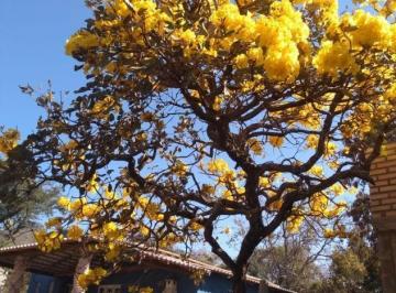 Imagem 1 · Sítio para venda em Centro, Igarapé