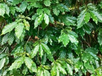Rural · FAZENDA COM 390 HEC DE ALTA PRODUTIVIDADE E CAFÉS ESPECIAIS NA REGIÃO DE PATOS