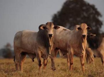 Rural de 6 quartos, Patrocínio · Fazenda para café