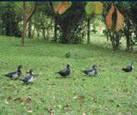 Foto 1 · Excelente Fazenda em Centro, Mangaratiba