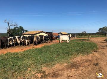 Rural · FAZENDA EM JOÃO PINHEIRO - 667 HEC PARA LEITE E PURA PRODUTIVIDADE