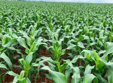 Imagem 1 · Fazenda para venda em Colônia Dona Luíza, Ponta Grossa
