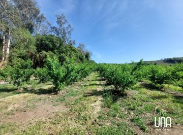 Imagem 3 · Chácara para venda em São Pedro, Bento Gonçalves