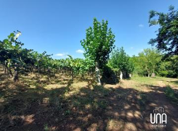 Imagem 1 · Chácara para venda em Vale dos Vinhedos, Bento Gonçalves
